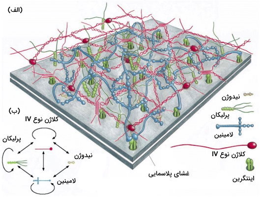 ساختار ماتریکس خارج سلولی