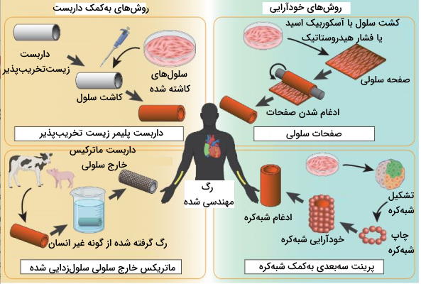 رگ مصنوعی