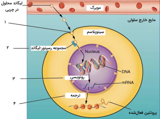 عملکرد رسپتور دورن‌سلولی