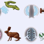 تبادلات گازی و انواع تنفس در جانداران – به زبان ساده