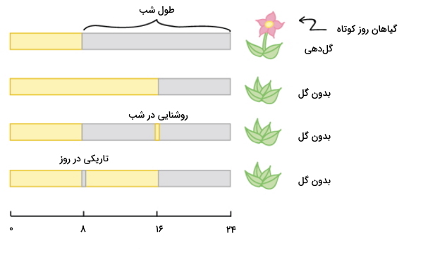 گیاه روز کوتاه