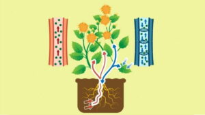 انتقال مواد در گیاهان آوندی و بدون آوند — به زبان ساده