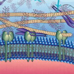 ماتریکس خارج سلولی چیست؟ – وظایف، انواع و ترکیبات – به زبان ساده