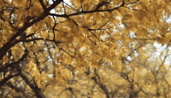 درخت پاییزی با برگ های زرد