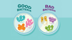 باکتری های مفید — معرفی باکتری مفید و انواع آن — به زبان ساده