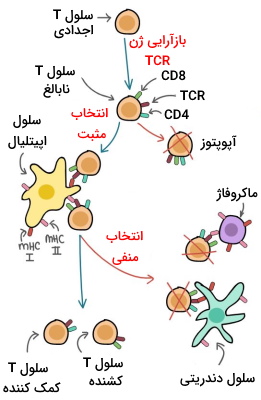 ایمنی سلولی و لنفوسیت T