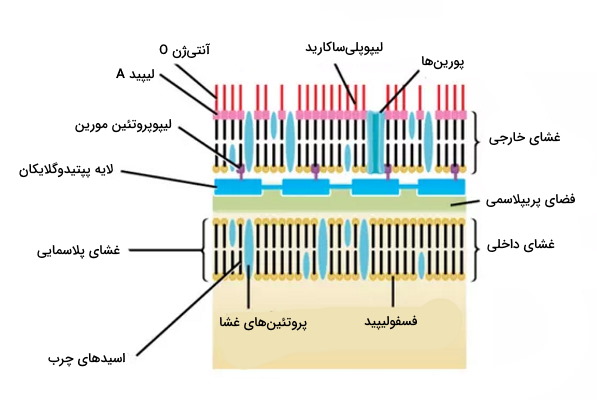 دیواره سلولی باکتری گرم منفی
