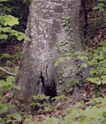 حفره ای در درخت