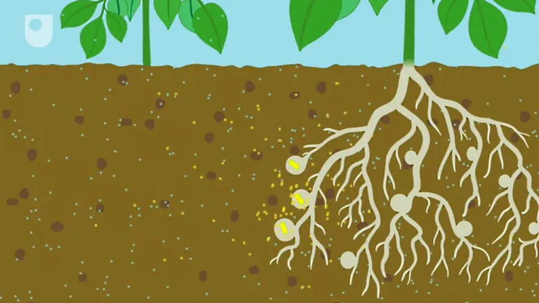 تثبیت نیتروژن و کاربرد آن در کشاورزی — به زبان ساده