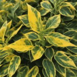 برگ گیاهان چیست‌؟ – توضیح ساختار برگ – به زبان ساده