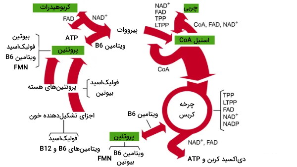 وظیفه ویتامین های محلول در آب