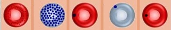 مورفولوژی گلبول قرمز