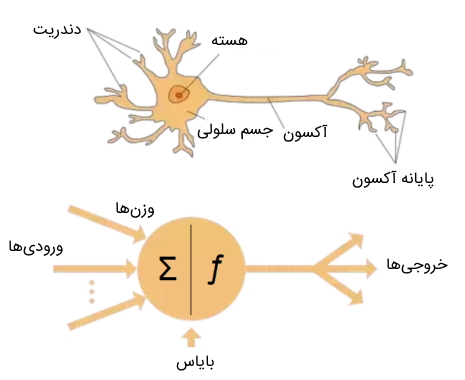 شباهت نورون مغز و گره شبکه عصبی