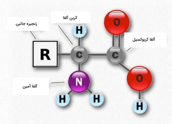 ساختار آمینو اسید