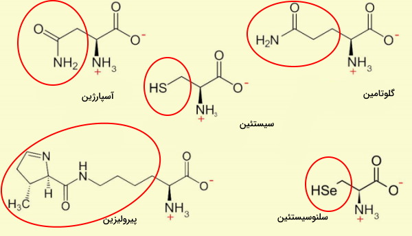 آمینو اسید های متفاوت