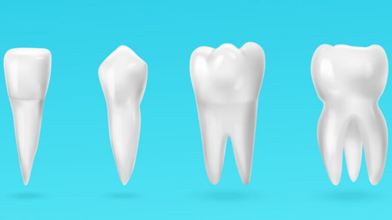 انواع دندان – کاربرد، اجزا و عملکرد – به زبان ساده