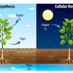 واکنش های فتوسنتزی – به زبان ساده