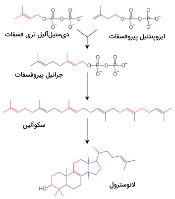 سنتز استروئید ها در بدن 