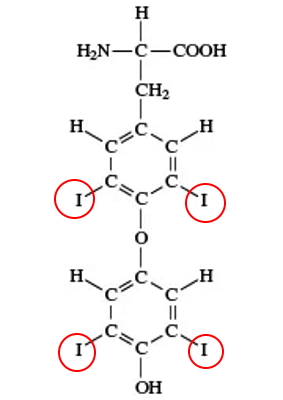 ساختار تیروکسین