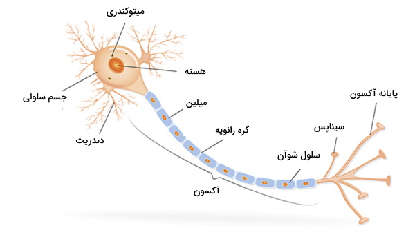 ساختار نورون