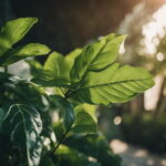 سبزینه چیست؟ – کار و وظیفه به زبان ساده