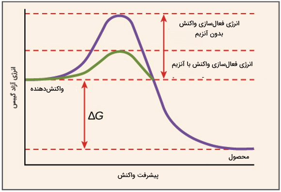 نمودار واکنش آنزیمی