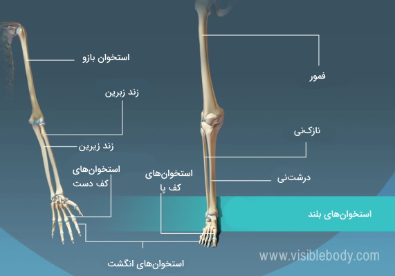 استخوان های بلند در انسان