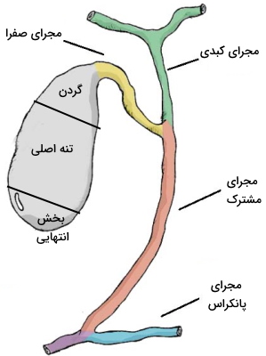 gallbladder-anatomy