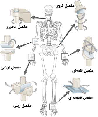انواع مفصل حرکتی 