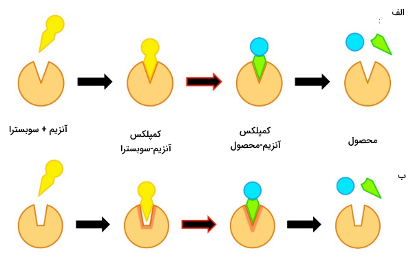 انواع مدل آنزیم