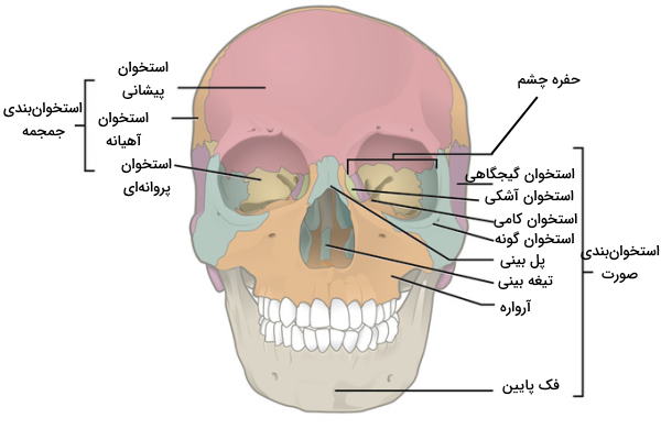 استخوان بندی صورت