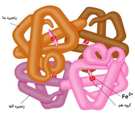 ساختار چهارم پروتئین