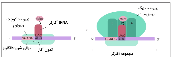 آغاز ترجمه در پروکاریوت 