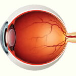 شبکیه چیست؟ – ساختار و بیماری ها + درمان – به زبان ساده
