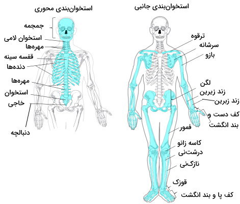 انواع استخوان بندی