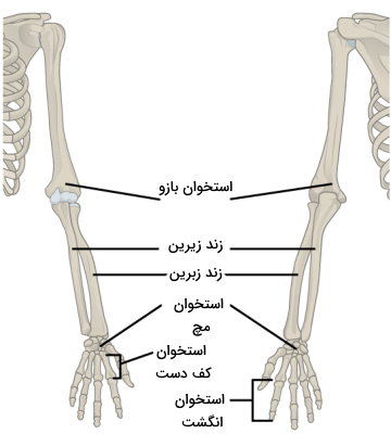 استخوان بندی دست