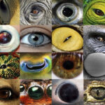 بینایی حیوانات – به زبان ساده + مقایسه