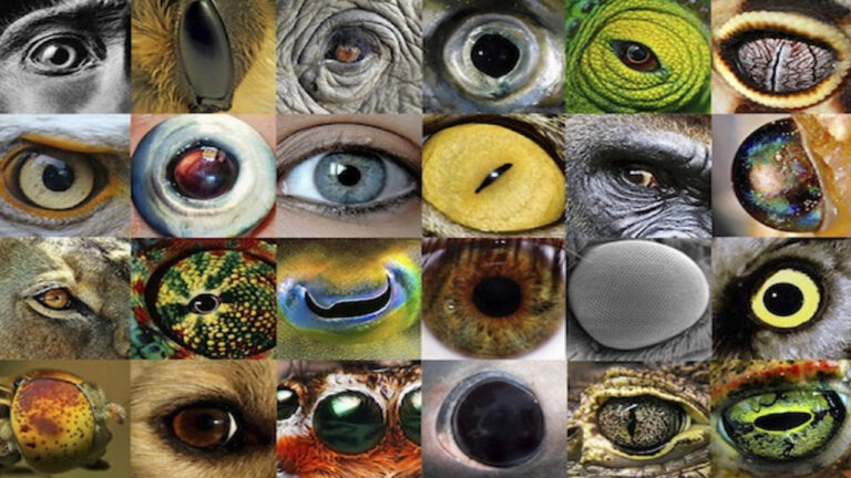 بینایی حیوانات – به زبان ساده + مقایسه