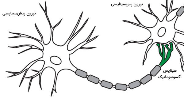 سیناپس جسم سلولی 