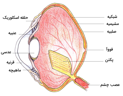 ساختار چشم پرندگان
