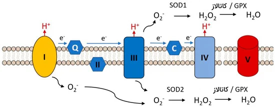اکسیژن فعال در میتوکندری