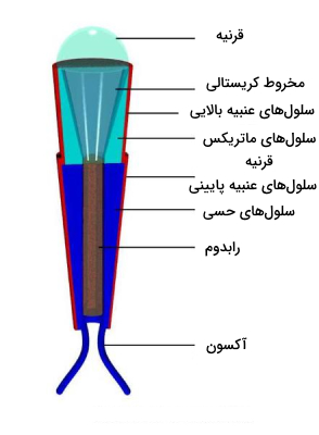 ساختار اماتیدا