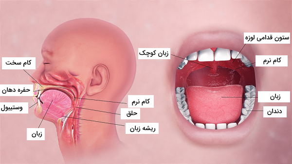 ساختار دهان