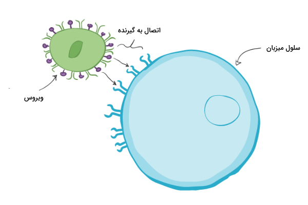 اتصال ویروس به ماکروفاژ در فاگوسیتوز