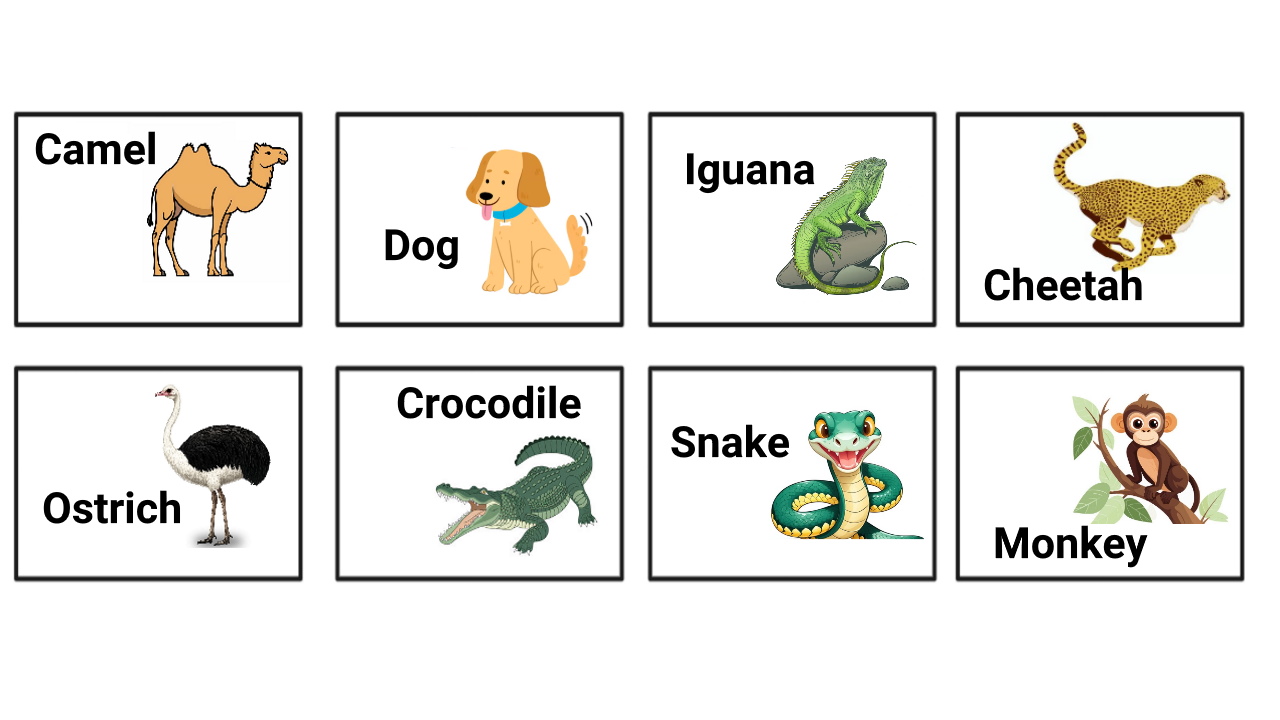 آموزش حیوانات به انگلیسی – اسامی و مثال با تلفظ