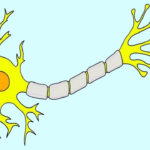 آکسون چیست؟ – به زبان ساده