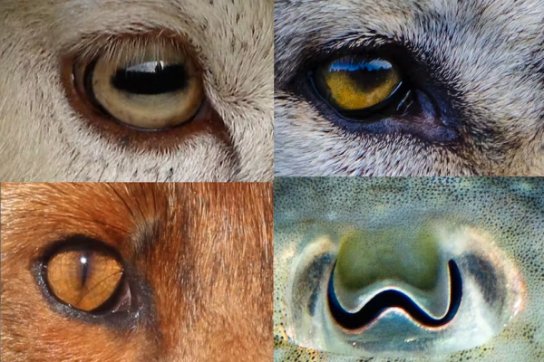 بینایی حیوانات