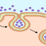 آندوسیتوز چیست؟ – درون بری به زبان ساده + تفاوت با اگزوسیتوز