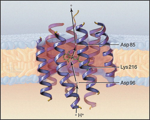 انتقال فعال غشای باکتری