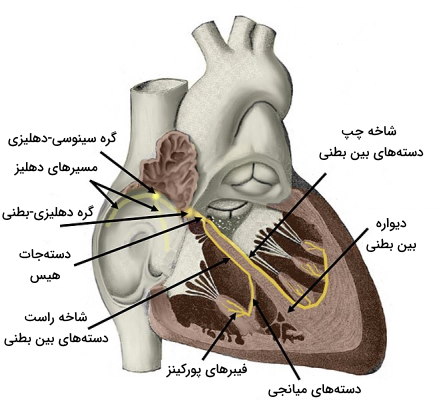 سیستم هدایت قلب 